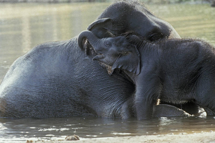 无人,横图,室外,白天,侧面,时尚,哺乳动物,野生动物,湿,科学,自然,动物,两只,t台,摄影,环境,生物学,亚洲象,时装表演,时装秀,t型台,走秀,象,彩图,动物学