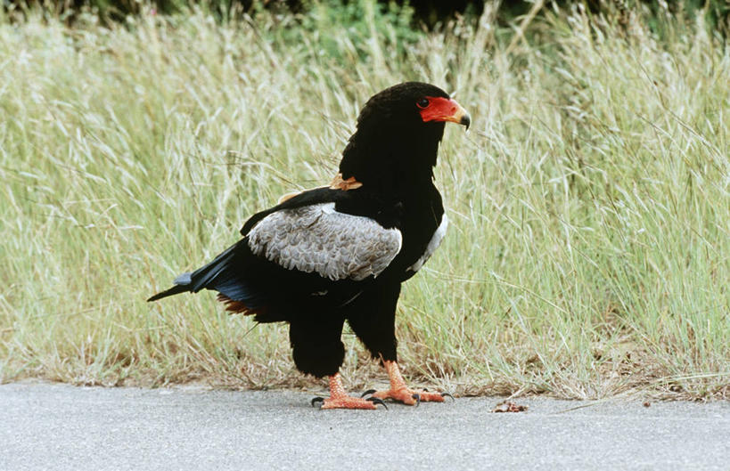 西方人,无人,站,横图,室外,白天,时尚,路,野生动物,鹰,欧洲,非洲,南非,黑人,欧洲人,科学,鸟类,自然,动物,t台,摄影,环境,生物学,国家公园,沥青,克鲁格国家公园,国家野生动物保护区,时装表演,时装秀,t型台,走秀,非洲人,彩图,动物学,郊野公园