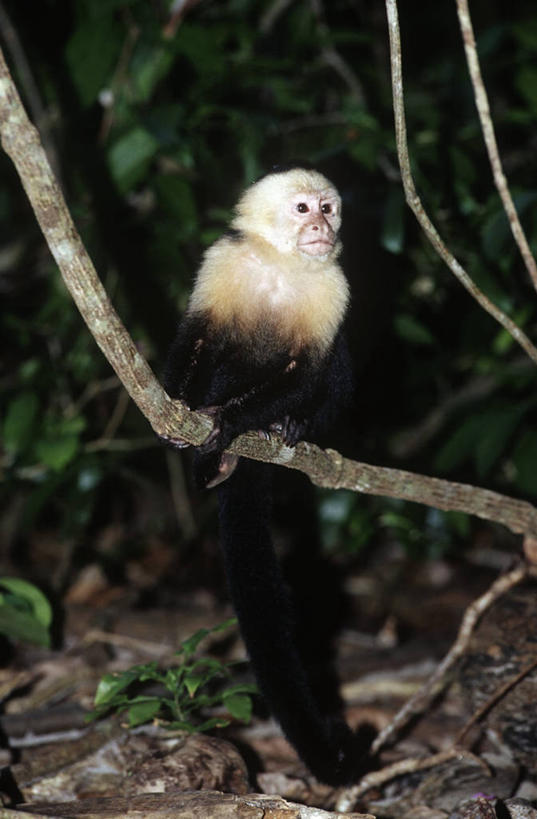 无人,坐,竖图,室外,白天,时尚,哺乳动物,野生动物,猴子,枝,树,自然,动物,看,t台,摄影,环境,生物学,灵长目,卷尾猴,白喉卷尾猴,时装表演,时装秀,t型台,走秀,彩图,动物学