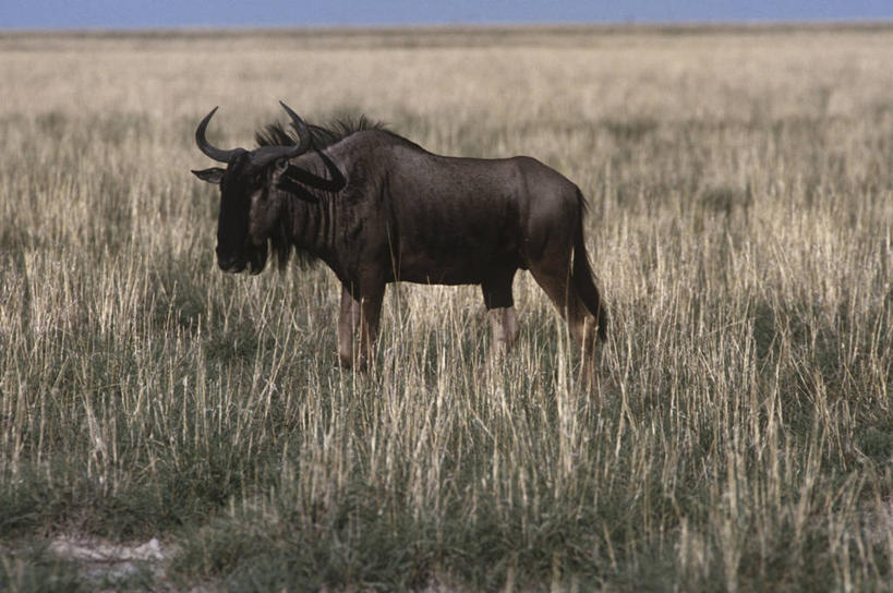无人,站,横图,室外,白天,侧面,时尚,哺乳动物,野生动物,羚羊,地平线,辽阔,地面,草,自然,动物,广阔,t台,摄影,一望无际,环境,生物学,延伸,偶蹄目,非洲大羚,天地相交,无边无际,一马平川,黑斑牛羚,时装表演,时装秀,t型台,走秀,彩图,动物学
