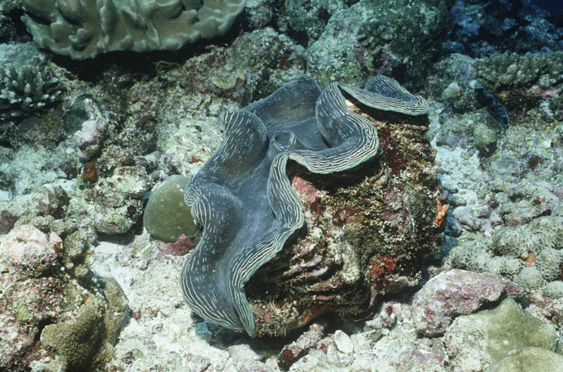 无人,横图,室外,时尚,海底,水下,海洋,水,野生动物,贝壳,马尔代夫,亚洲,科学,无脊椎动物,自然,动物,t台,摄影,软体动物,环境,生物学,印度洋,时装表演,时装秀,t型台,走秀,彩图,双壳贝,动物学