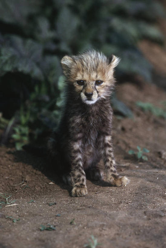 无人,坐,竖图,室外,白天,正面,时尚,豹子,哺乳动物,野生动物,自然,动物,t台,摄影,环境,生物学,幼兽,金钱豹,猫科动物,印度豹,凶猛,文豹,时装表演,时装秀,t型台,走秀,残暴,凶残,猎豹,花豹,豹,彩图,独处,动物学