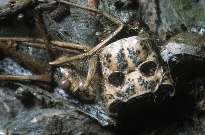 无人,横图,室外,特写,白天,时尚,野生动物,科学,化石,蜘蛛,自然,动物,t台,生物,摄影,环境,死亡,生物学,节肢动物,殒命,灭亡,时装表演,时装秀,t型台,走秀,彩图,动物学