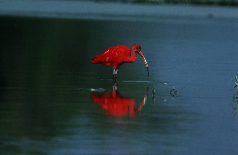 无人,站,横图,室外,白天,时尚,湖,河流,水,鸟,野生动物,委内瑞拉,涉水,反射,科学,鸟类,捕食,流水,自然,动物,t台,南美,摄影,环境,生物学,鹳,朱鹭,日本风头鹮,朱鹮,时装表演,时装秀,t型台,走秀,彩图,动物学,瓜里科州
