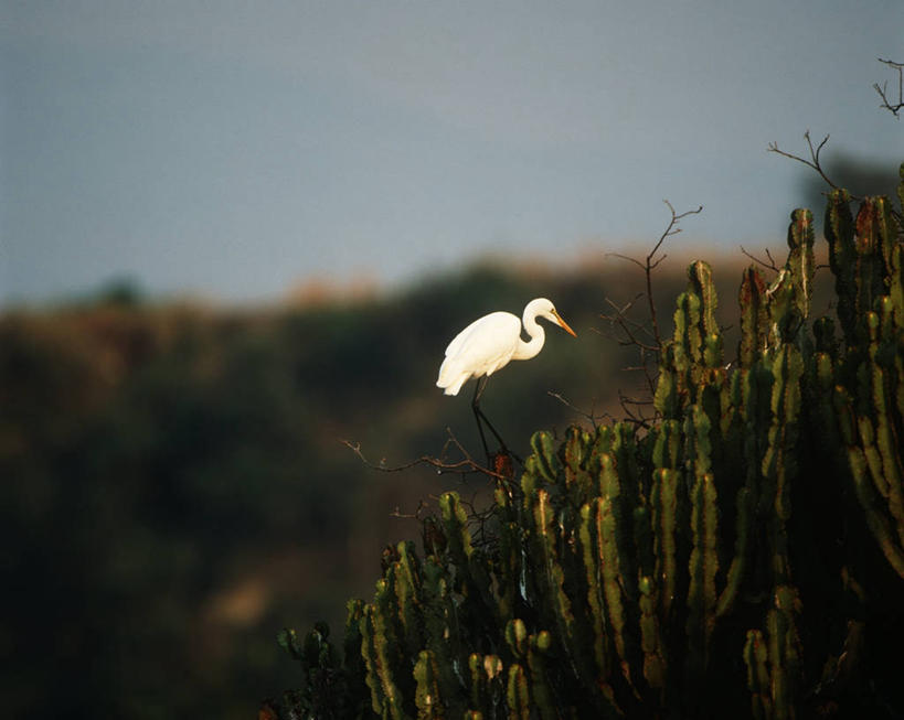 无人,站,横图,室外,时尚,仙人掌,白鹭,野生动物,科学,苍鹭,鸟类,自然,黄昏,动物,t台,摄影,栖息,环境,生物学,大白鹭,鹳,国家公园,扎伊尔,刚果民主共和国,时装表演,时装秀,t型台,走秀,彩图,肉质植物,动物学,郊野公园
