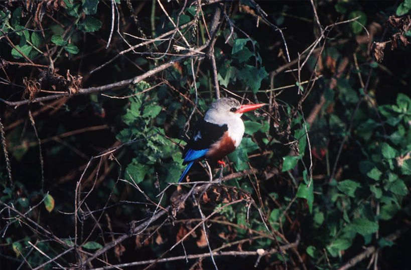 无人,坐,横图,室外,夜晚,时尚,翠鸟,野生动物,科学,鸟类,枝,树,自然,动物,t台,摄影,环境,生物学,国家公园,扎伊尔,刚果民主共和国,时装表演,时装秀,t型台,走秀,彩图,动物学,郊野公园