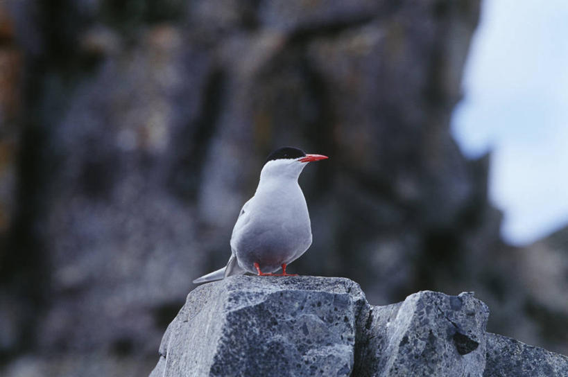 无人,站,横图,室外,白天,时尚,海鸟,野生动物,科学,鸟类,燕鸥,自然,动物,t台,摄影,栖息,环境,生物学,南极洲,时装表演,时装秀,t型台,走秀,岩石,彩图,独处,动物学