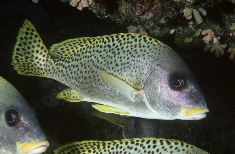 无人,横图,室外,时尚,水下,海洋,水,野生动物,三只,科学,鱼,鱼类,自然,t台,摄影,鲈鱼,环境,生物学,蓝刺蝶鱼,花鲈,鲈板,鲈子鱼,式样,时装表演,时装秀,t型台,走秀,彩图,动物学