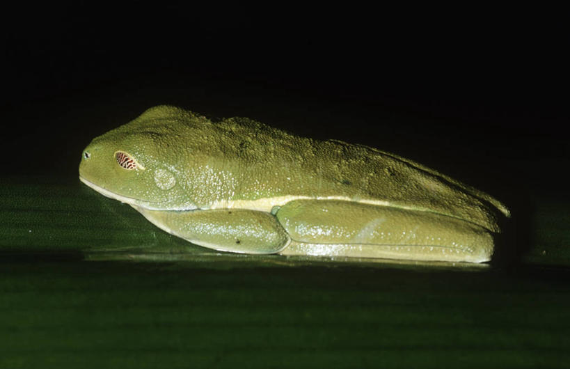 无人,坐,横图,室外,夜晚,侧面,时尚,野生动物,科学,红眼树蛙,树蛙,绿色,自然,动物,休息,t台,摄影,环境,生物学,时装表演,时装秀,t型台,走秀,闭着眼睛,睡觉,彩图,动物学