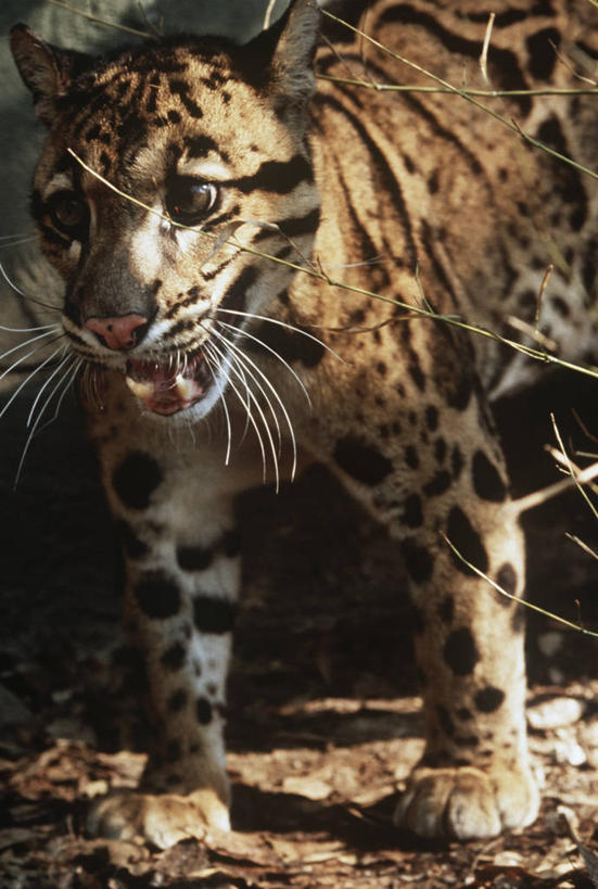 无人,站,竖图,室外,特写,白天,时尚,哺乳动物,野生动物,枝,自然,动物,打开,t台,摄影,环境,生物学,开启,猫科动物,云豹,嫩枝,时装表演,时装秀,t型台,走秀,半身,彩图,动物学