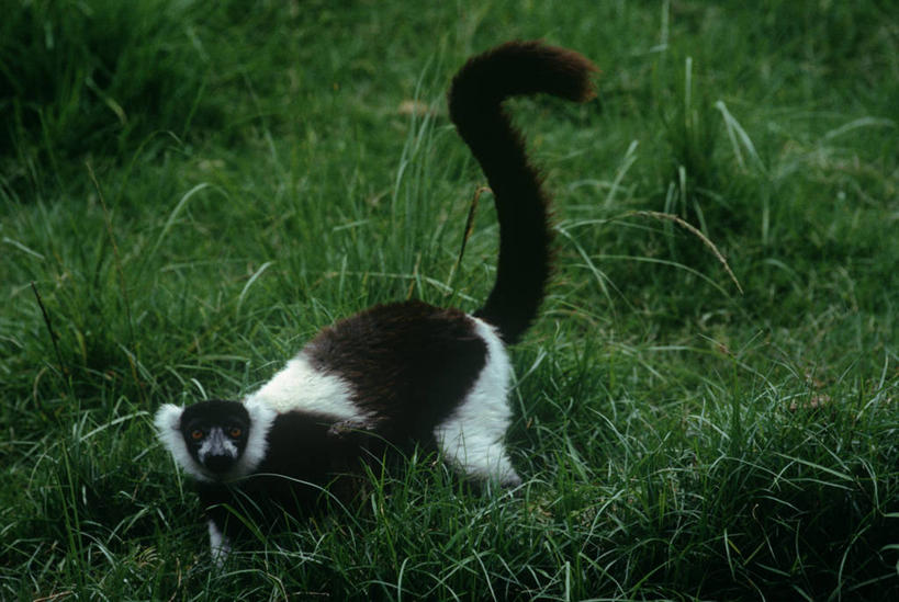 无人,横图,室外,白天,时尚,哺乳动物,野生动物,猴子,科学,草,自然,动物,t台,摄影,环境,生物学,狐猴,灵长目,时装表演,时装秀,t型台,走秀,彩图,原猴,动物学