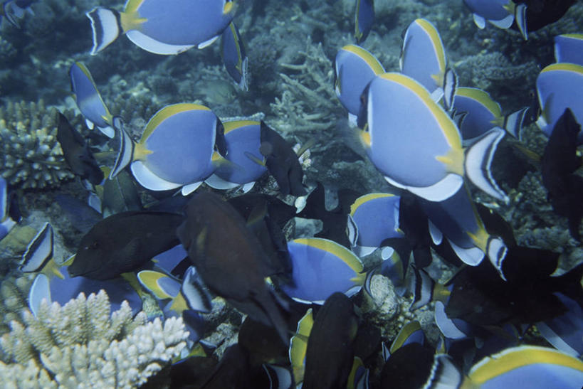 无人,横图,室外,时尚,水下,海洋,水,热带鱼,野生动物,一群,许多,科学,鱼,鱼群,珊瑚,很多,鱼类,海洋生物,蓝色,自然,t台,摄影,鲈鱼,环境,生物学,水生动物,水生物,海底动物,刺胞动物,花鲈,鲈板,鲈子鱼,刺尾鱼,时装表演,时装秀,t型台,走秀,暗礁,彩图,鼻鱼,动物学