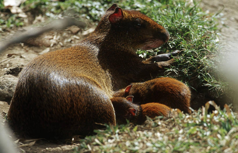 无人,躺,横图,室外,白天,时尚,哺乳动物,野生动物,摩洛哥,三只,自然,动物,t台,摄影,环境,生物学,喂养,刺豚鼠,时装表演,时装秀,t型台,走秀,彩图,动物学