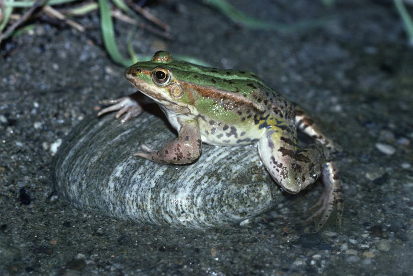 无人,坐,攀登,横图,室外,夜晚,侧面,时尚,湖,水,青蛙,野生动物,科学,蛙,自然,动物,t台,摄影,环境,生物学,户外活动,时装表演,时装秀,t型台,走秀,岩石,彩图,动物学