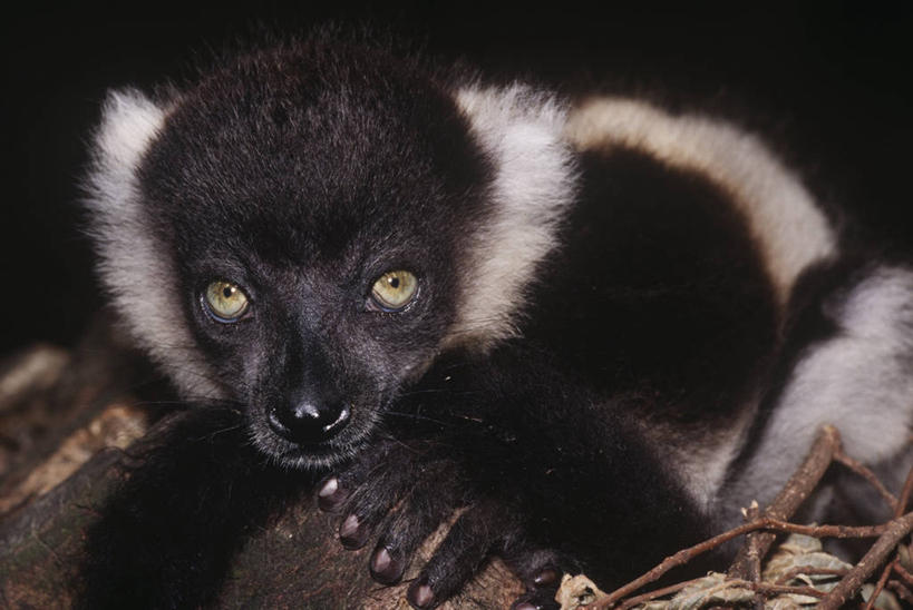 无人,躺,横图,室外,特写,白天,时尚,哺乳动物,野生动物,科学,自然,动物,t台,摄影,环境,生物学,狐猴,灵长目,时装表演,时装秀,t型台,走秀,彩图,原猴,动物学