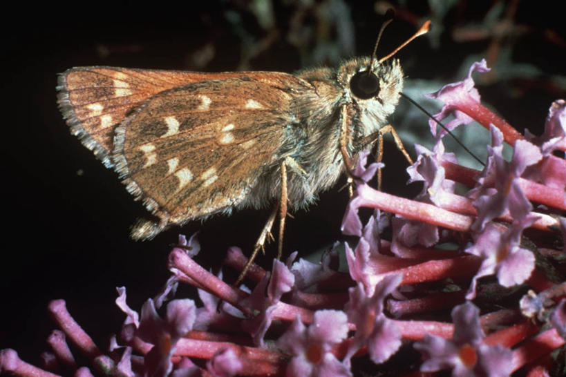 无人,横图,室外,特写,白天,侧面,时尚,野生动物,蝴蝶,科学,昆虫,自然,动物,t台,生物,摄影,环境,生物学,节肢动物,授粉,银星弄蝶,时装表演,时装秀,t型台,走秀,彩图,动物学