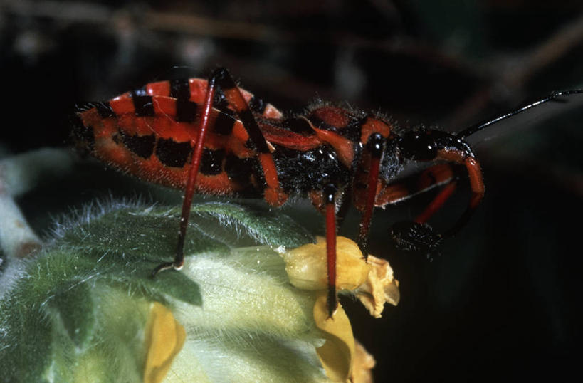 无人,坐,横图,室外,特写,白天,侧面,时尚,野生动物,科学,昆虫,自然,动物,t台,生物,摄影,环境,生物学,节肢动物,益虫,时装表演,时装秀,t型台,走秀,猎蝽,彩图,动物学,半翅目