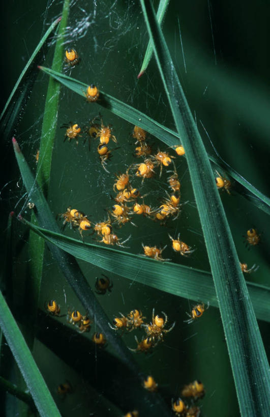 无人,竖图,室外,特写,白天,时尚,野生动物,一群,许多,科学,蜘蛛,蜘蛛网,很多,自然,t台,生物,摄影,环境,生物学,节肢动物,花园蜘蛛,时装表演,时装秀,t型台,走秀,彩图,动物学
