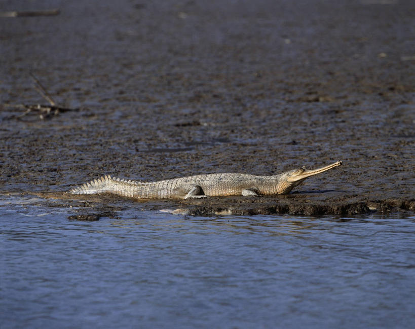 无人,坐,横图,室外,白天,侧面,时尚,水,鳄鱼,野生动物,印度,科学,爬行动物,河岸,水边,自然,动物,t台,摄影,环境,生物学,国家公园,凶猛,长吻鳄,印度次大陆,时装表演,时装秀,t型台,走秀,残暴,凶残,彩图,动物学,郊野公园