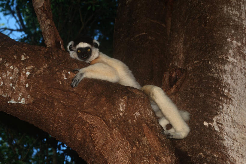 无人,攀登,横图,室外,白天,仰视,时尚,哺乳动物,猴,野生动物,猴子,非洲,马达加斯加,科学,枝,树,自然,动物,t台,可爱,摄影,活泼,环境,生物学,狐猴,户外活动,灵长目,阿非利加洲,东非,马达加斯加共和国,时装表演,时装秀,t型台,走秀,彩图,低角度拍摄,原猴,动物学