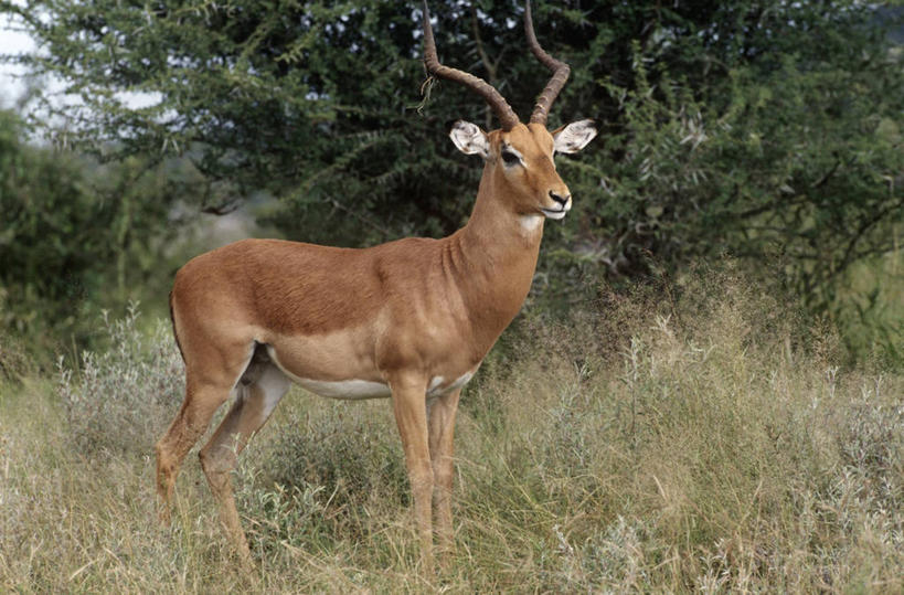 西方人,无人,站,横图,室外,白天,时尚,哺乳动物,野生动物,欧洲,非洲,南非,黑人,欧洲人,羚羊,草,自然,动物,看,t台,摄影,环境,生物学,偶蹄目,黑斑羚,克鲁格国家公园,国家野生动物保护区,时装表演,时装秀,t型台,走秀,非洲人,彩图,动物学