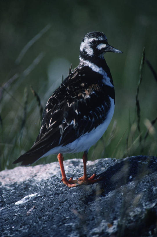 无人,站,竖图,室外,白天,时尚,野生动物,挪威,科学,鸟类,自然,动物,t台,摄影,环境,生物学,斯堪狄纳维亚半岛,翻石鹬,时装表演,时装秀,t型台,走秀,彩图,动物学