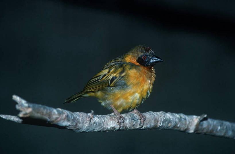 无人,坐,横图,室外,白天,时尚,鸟,野生动物,科学,鸟类,枝,自然,动物,t台,摄影,栖息,环境,生物学,织巢鸟,时装表演,时装秀,t型台,走秀,彩图,动物学