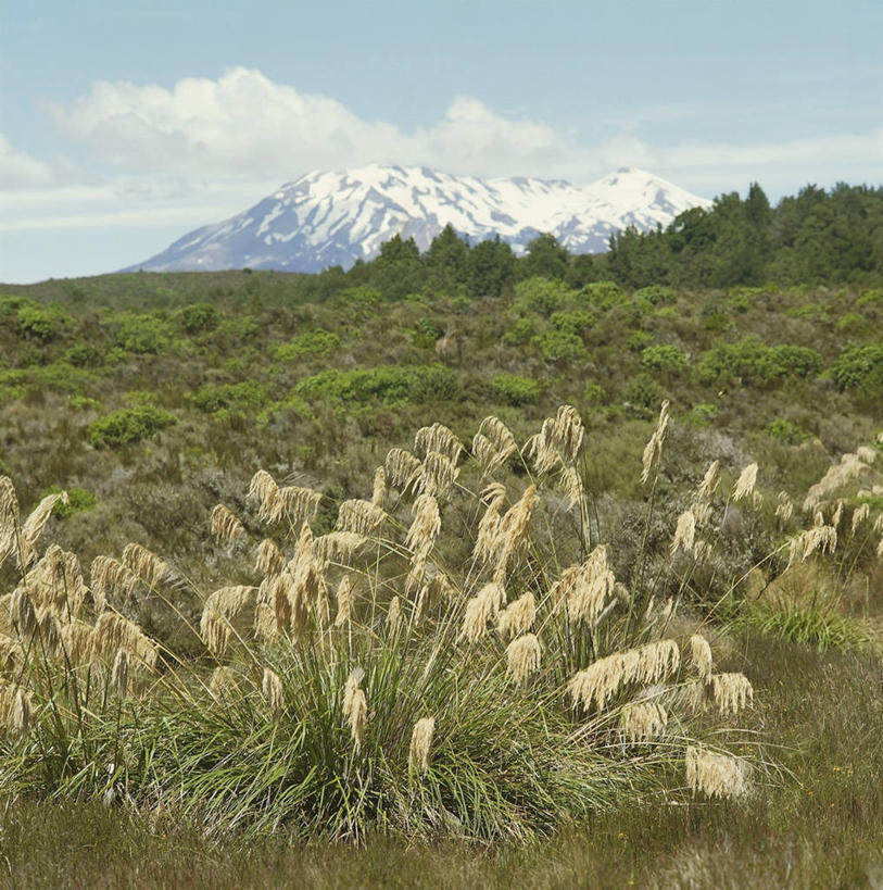 无人,竖图,方图,室外,白天,旅游,度假,草地,美景,山,雪山,新西兰,地形,景观,山顶,田地,娱乐,草,风景,自然,享受,休闲,景色,放松,摄影,宁静,环境,国家公园,自然风光,大洋洲,澳大拉西亚,鲁阿佩胡山,自然地理,活火山,彩图,郊野公园