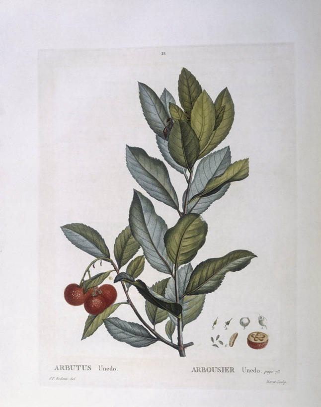 无人,竖图,白色背景,植物,浆果,蓝莓,水果,叶子,科学,食品,枝,白色,自然,摄影,环境,生物学,嫩枝,彩图