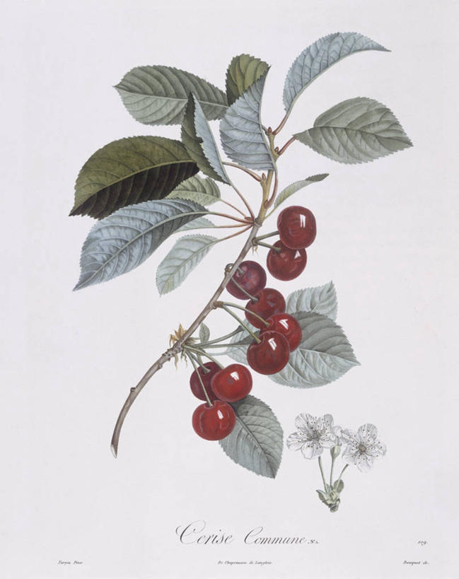 无人,竖图,白色背景,植物,樱桃,水果,叶子,法国,科学,食品,果树,枝,樱桃树,花,白色,自然,摄影,环境,生物学,中欧,嫩枝,彩图,欧洲酸樱桃