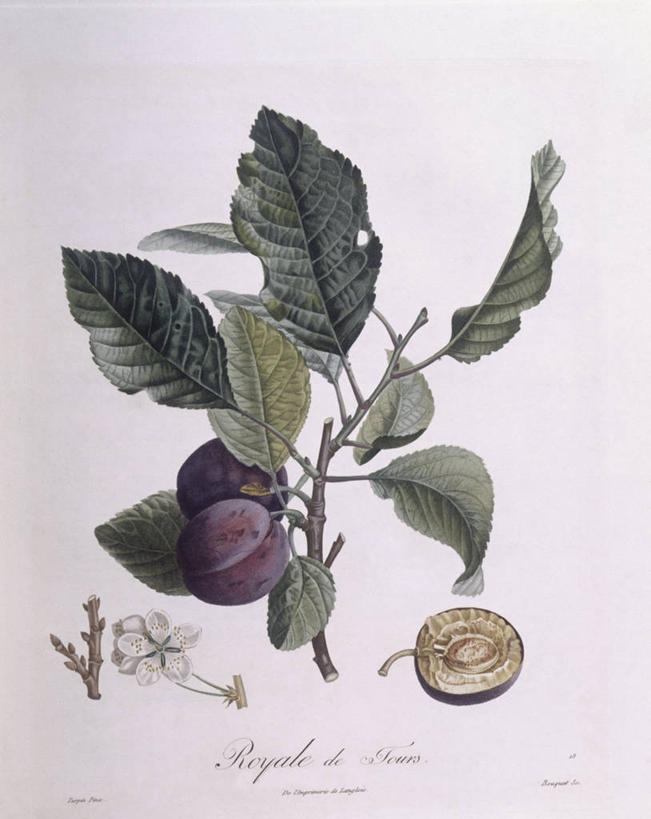 无人,竖图,白色背景,植物,李子,水果,叶子,科学,食品,枝,花,白色,自然,摄影,环境,生物学,嫩枝,彩图