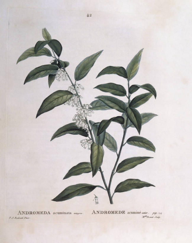 无人,竖图,白色背景,植物,叶子,科学,枝,白色,自然,摄影,环境,生物学,石南花,嫩枝,彩图