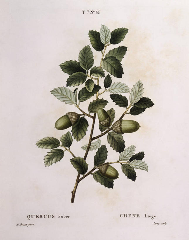 无人,竖图,白色背景,植物,水果,叶子,科学,食品,枝,白色,自然,摄影,环境,生物学,橡树,山毛榉,常绿树,麻栎金刚,山毛榉树,嫩枝,彩图,壳斗