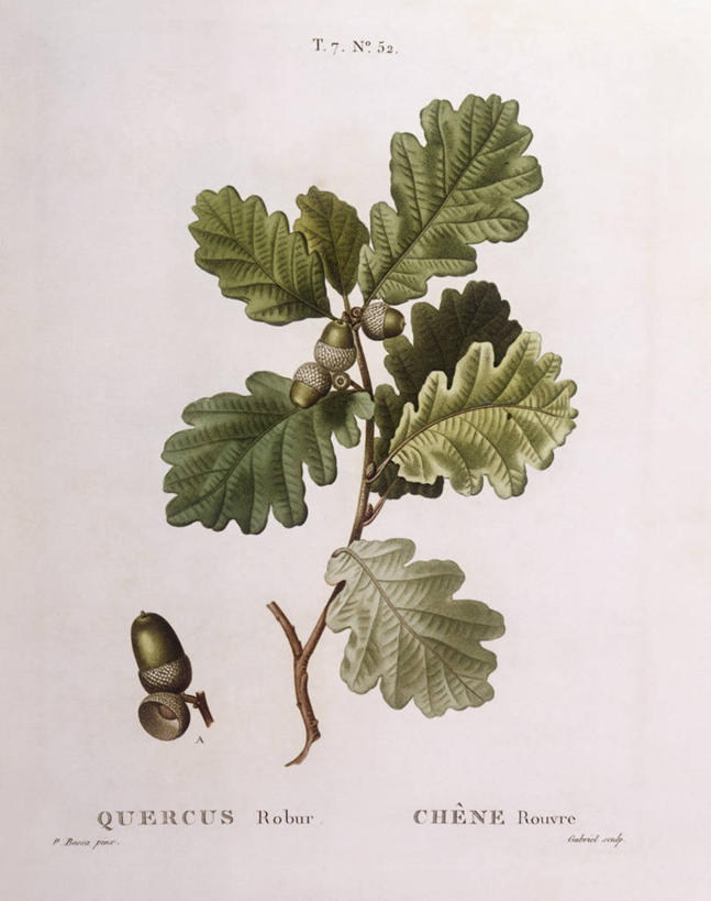 无人,竖图,白色背景,植物,水果,叶子,科学,食品,枝,白色,自然,摄影,环境,生物学,橡树,山毛榉,麻栎金刚,山毛榉树,嫩枝,彩图,壳斗