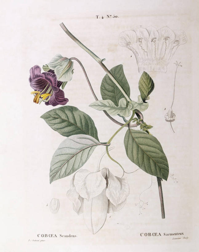 无人,竖图,白色背景,植物,叶子,科学,枝,花,白色,自然,摄影,环境,生物学,嫩枝,草夹竹桃,彩图,宿根福禄考,天蓝绣球,夏福禄,锥花福禄考