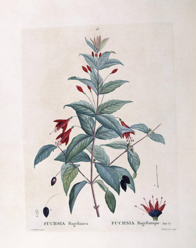 无人,竖图,白色背景,植物,叶子,科学,草药,药草,枝,中药,花,白色,自然,摄影,环境,生物学,药材,中草药,中药材,本草,菜籽灵,柳叶菜,嫩枝,彩图