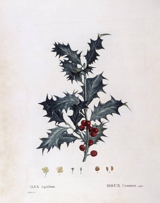 无人,竖图,白色背景,植物,叶子,科学,枝,冬青树,白色,自然,摄影,环境,生物学,嫩枝,彩图