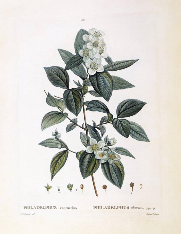 无人,竖图,白色背景,骄傲,植物,八仙花,叶子,科学,枝,花,白色,自然,绣球花,摄影,紫阳花,洋绣球,环境,生物学,草绣球,斗球,七变化,粉团花,善变,嫩枝,彩图