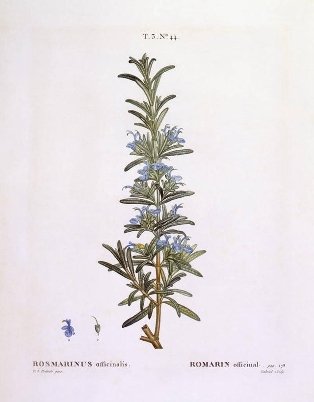 无人,竖图,白色背景,植物,叶子,科学,枝,花,白色,自然,摄影,环境,迷迭香,生物学,草本,嫩枝,彩图