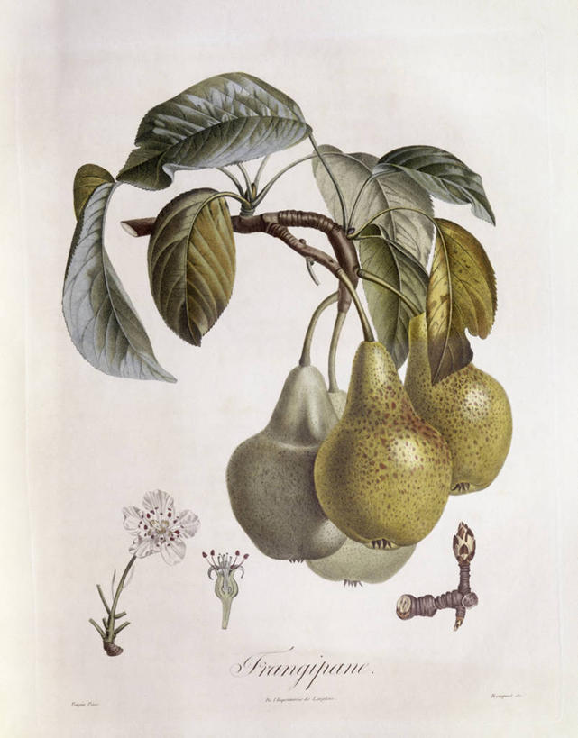 无人,竖图,白色背景,植物,水果,叶子,科学,食品,枝,赤素馨花,花,白色,自然,摄影,环境,生物学,嫩枝,彩图