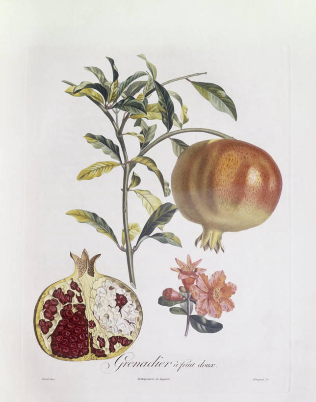 无人,竖图,白色背景,植物,石榴,水果,叶子,科学,食品,枝,花,白色,自然,热带水果,摄影,环境,生物学,横截面,嫩枝,彩图