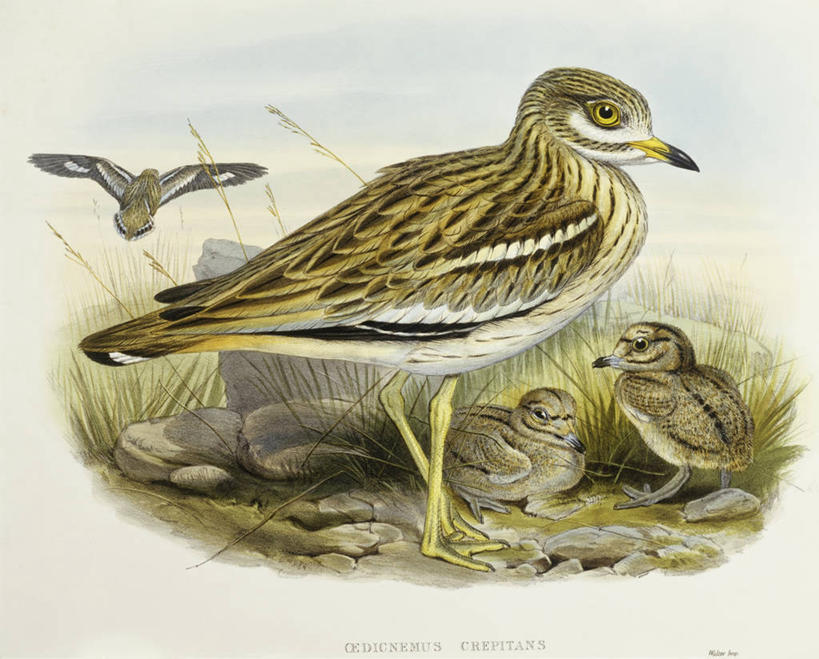 无人,站,横图,野生动物,四只,科学,鸟类,小鸟,自然,动物,摄影,环境,生物学,彩图,雕刻术,动物学