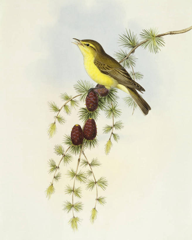 无人,坐,竖图,野生动物,科学,鸟类,松果,种子,枝,树,自然,动物,摄影,栖息,环境,生物学,京燕,彩图,雕刻术,动物学