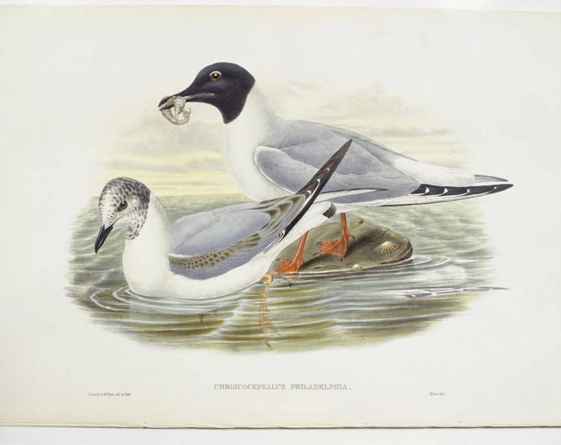 无人,站,横图,插画,室外,白天,数码,科技,水,海鸟,海鸥,野生动物,阴影,网络,鸟类,文字,高光,几何,计算机图形,合成,图画,画,自然,动物,两只,摄影,英文字母,环境,电脑合成图,数码合成图,生物学,合成图,漫画,写实,具体,具象,岩石,彩图,动物学,博氏鸥