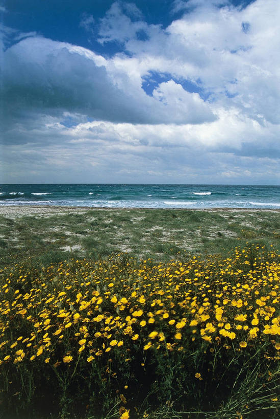 无人,竖图,室外,白天,海洋,美景,水,意大利,地平线,海岸线,景观,水平线,田地,云,花,风景,天空,自然,景色,摄影,环境,南欧,自然风光,意大利文化,卡利亚里,撒丁岛,自然地理,海滩,彩图,旅行