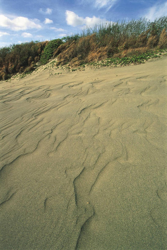 无人,竖图,室外,白天,旅游,度假,美景,斐济,沙子,地形,景观,沙丘,娱乐,风景,自然,享受,休闲,景色,放松,摄影,灌木,环境,国家公园,自然风光,美拉尼西亚,自然地理,海滩,彩图,旅行,郊野公园