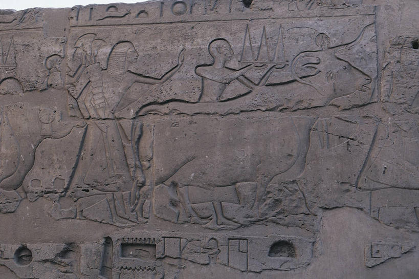 无人,横图,室内,特写,白天,城市,雕塑,非洲,埃及,历史,地标建筑,摄影,考古学,中东,北非,首府,埃及文化,卢克索,阿拉伯埃及共和国,金字塔之国,棉花之国,阿非利加洲,卢克索省,古埃及文明,古代文明,底比斯,彩图,旅行,浅浮雕,订婚,过去,埃及卢克索