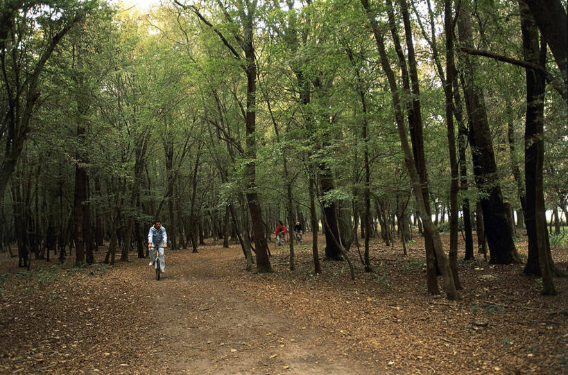 三个人,横图,室外,白天,森林,自行车,意大利,欧洲,车,脚踏车,树,骑,地标建筑,交通工具,骑车,摄影,南欧,载具,意大利文化,意大利共和国,艾米利亚.罗马涅,艾米利亚.罗马涅大区,休闲活动,彩图