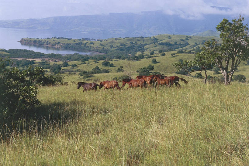 无人,跑,横图,室外,白天,旅游,度假,草地,美景,马,野生动物,印度尼西亚,地形,景观,田地,娱乐,草,风景,自然,地标建筑,享受,休闲,景色,放松,摄影,环境,自然风光,苏门答腊,马来群岛,小巽他群岛,彩图,旅行