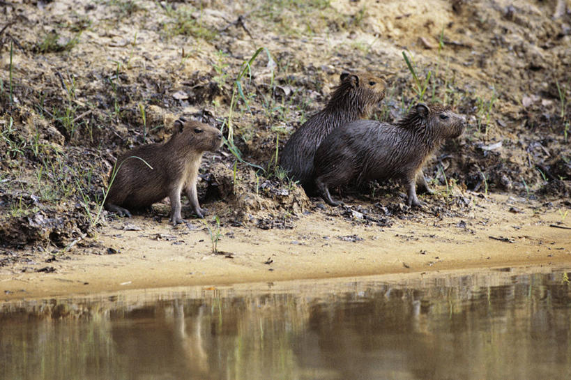 无人,横图,室外,白天,哺乳动物,野生动物,三只,动物,摄影,生物学,伪装,水豚,彩图,动物学